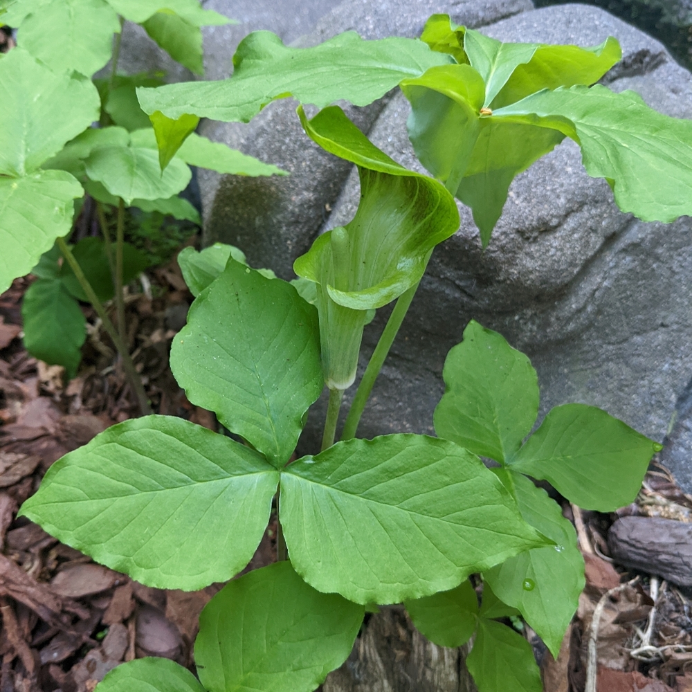 Meet your Posher, Cathy